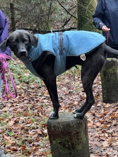 Schwarzer Hund in blauer Jacke steht auf einem Stein in einem Waldgebiet.