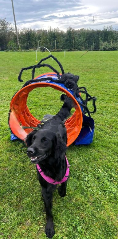 Zwei schwarze Hunde spielen in einem Tunnel auf einer grünen Wiese.