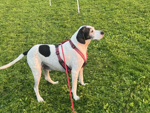 Schwarzer und weißer Hund in einem Geschirr, steht auf grünem Gras.