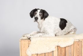 Schwarzer und weißer Hund liegt auf einem Holzblock mit einem Fell.