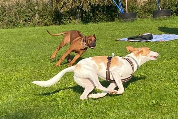 Zwei Hunde rennen fröhlich über eine grüne Wiese.