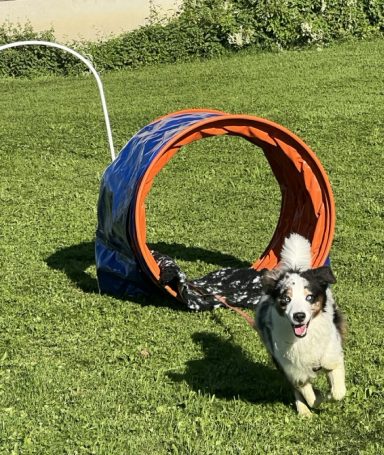 Ein Hund läuft durch einen bunten Tunnel auf einer grünen Wiese.
