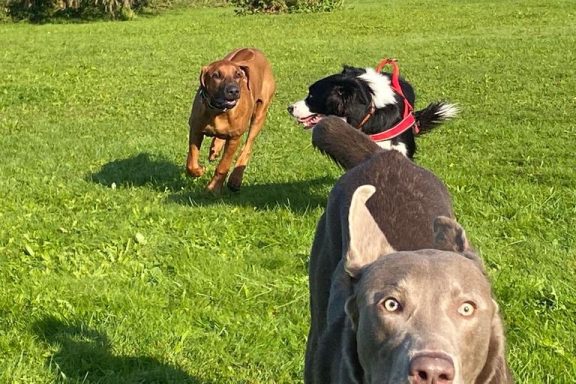 Drei Hunde spielen auf einer Wiese: ein brauner, ein schwarzer und ein grauer Hund.