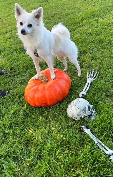 Weißer Hund steht auf einem orangefarbenen Kürbis neben einem Skelett.