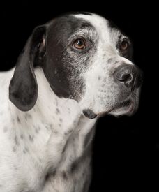 Schwarz-weißer Hund mit einem aufmerksam-wachsamen Blick auf schwarzem Hintergrund.