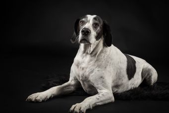 Ein braun-weißer Hund mit aufmerksamen Blick liegt auf schwarzem Hintergrund.