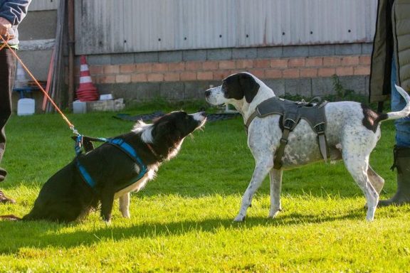 Zwei Hunde auf einer Wiese, einer sitzt mit Halsband, der andere steht und schaut.