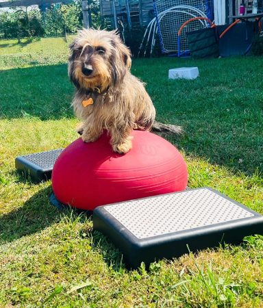 Hundefrisbee auf einem roten Ball, umgeben von Trainingsgeräten im Freien.