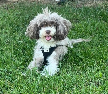 Flauschiger Hund mit lockigem Fell sitzt fröhlich im Gras.