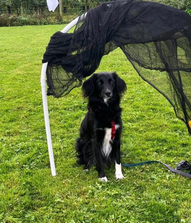 Schwarzer Hund mit weißer Brust steht unter einem schwarzen Netz auf grünem Gras.