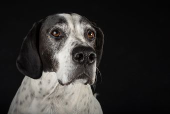 Schwarz-weißer Hund mit großen, höflichen Augen vor schwarzem Hintergrund.